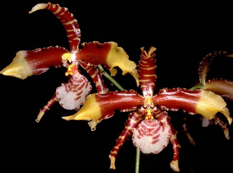 rossioglossum_grande_cd