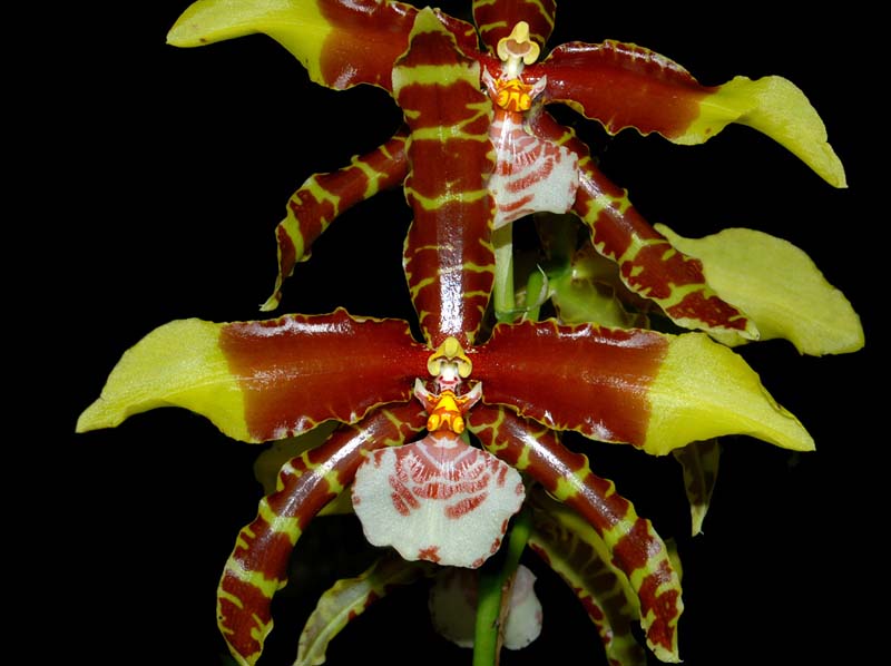 rossioglossum_grande_ws_cd