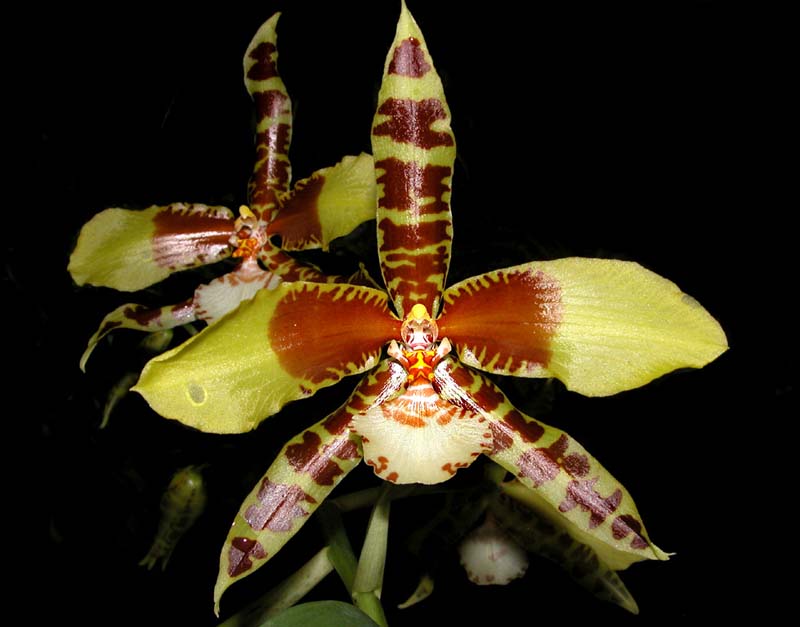 rossioglossum_rawdon_jester_cd