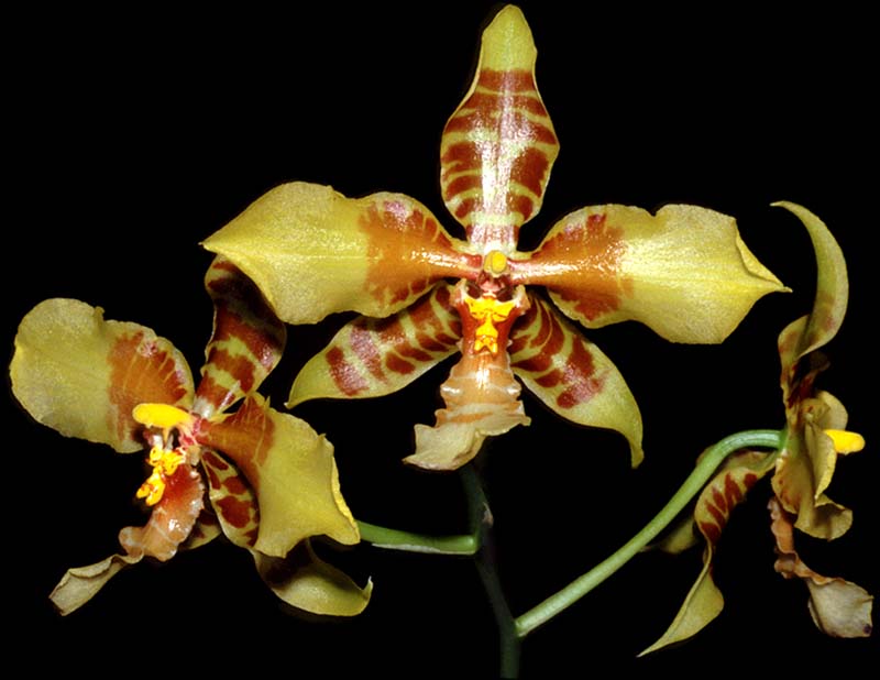 rossioglossum_schlieperianum_cd