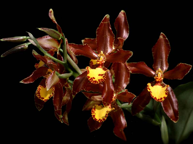 rossioglossum_splendens_cd