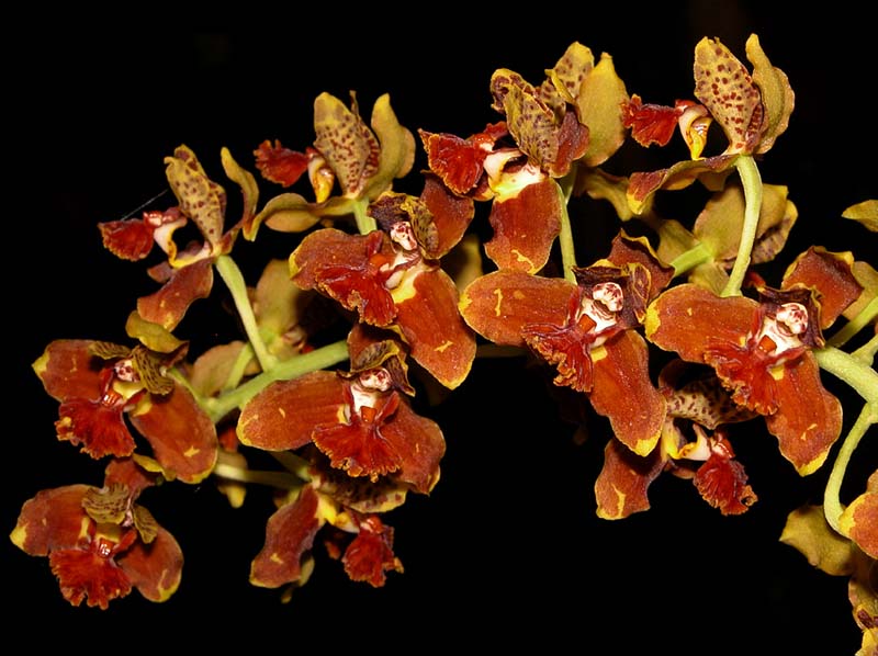 rudolfiella_saxicola2_cd