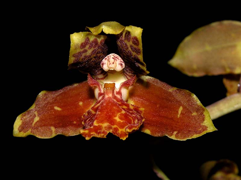 rudolfiella_saxicola3_cd