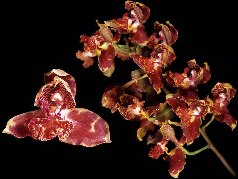 rudolfiella_saxicola_cd