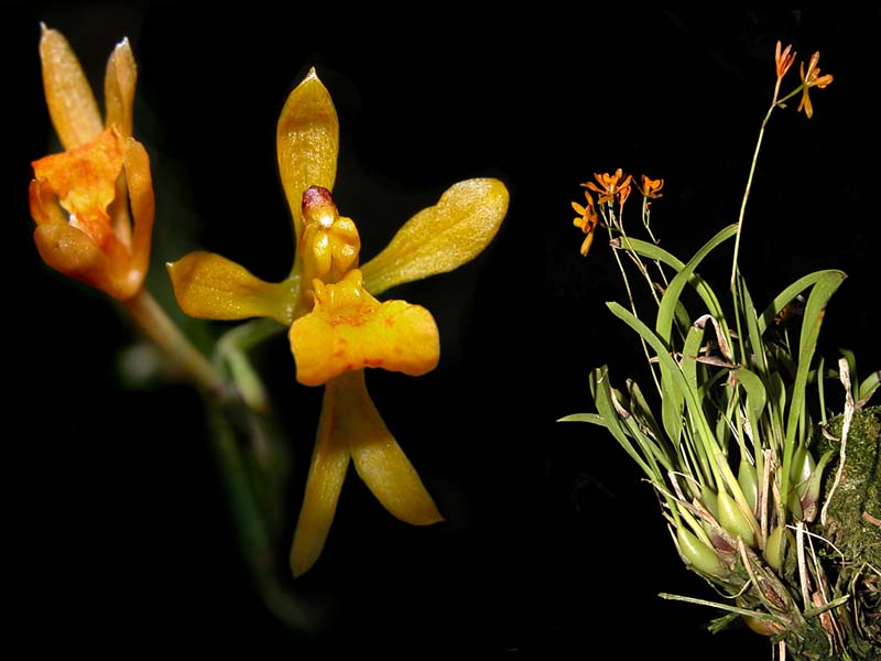 rusbyella_aurantiaca_cd