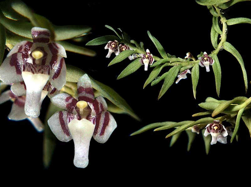 saccolabium_rantii_cd