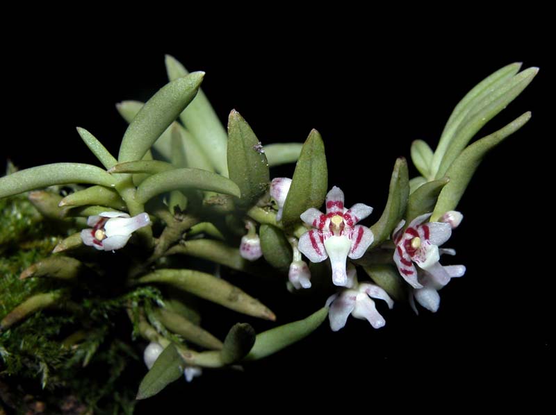 saccolabium_rantii_ws_cd