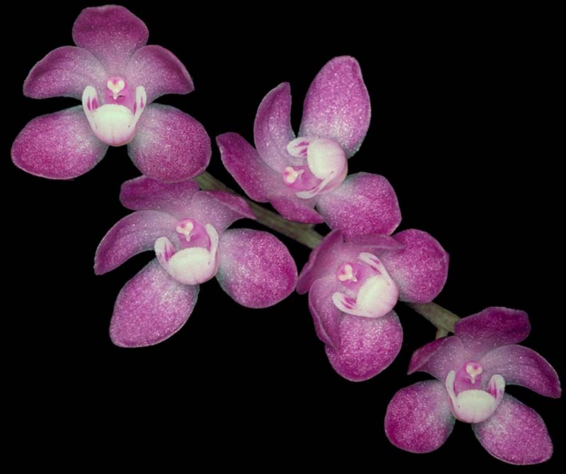 sarcochilus_ceciliae_cd