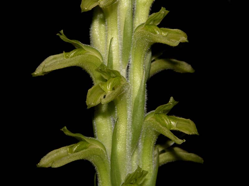 sarcoglottis_arcaulis_cd
