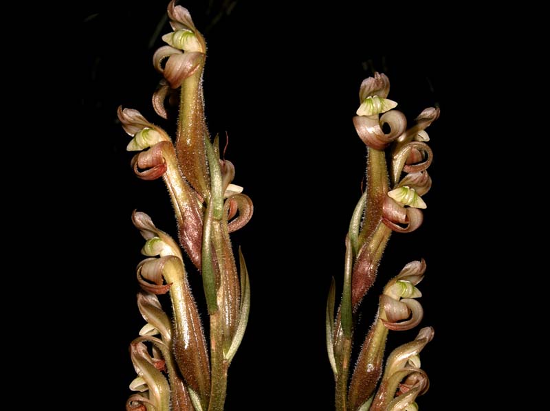 sarcoglottis_grandiflora_cd