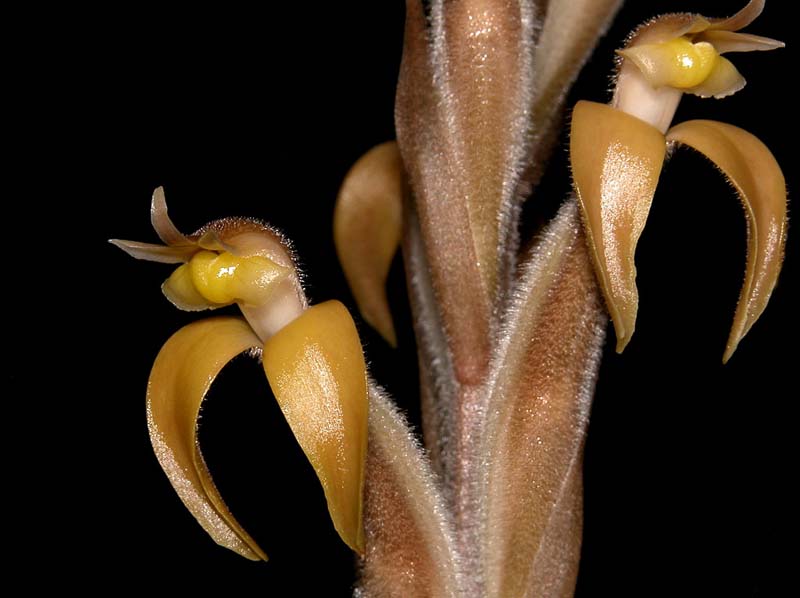 sarcoglottis_portillae_cd