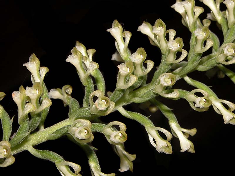 saurocephalum_elatum_cd