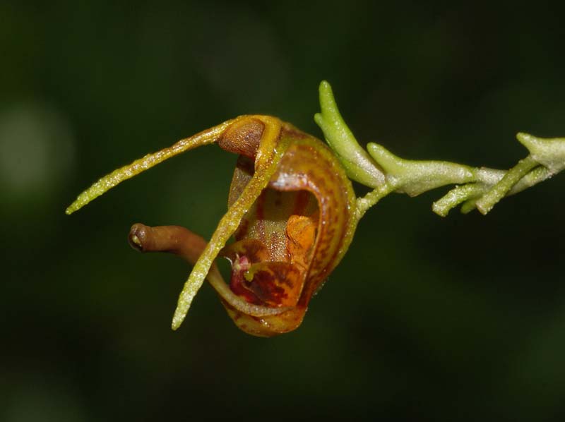 scaphosepalum_breve2_ws_cd