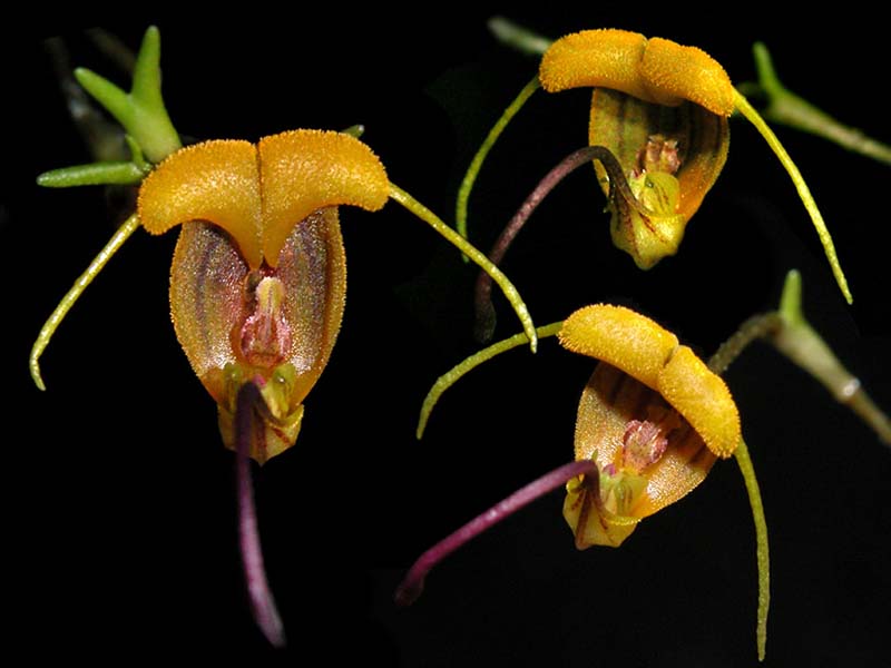 scaphosepalum_breve_cd