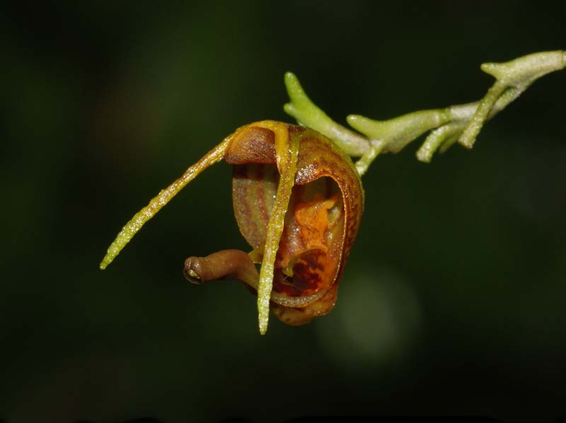 scaphosepalum_breve_ws_cd