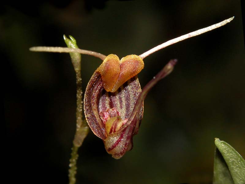 scaphosepalum_dalstroemii_cd