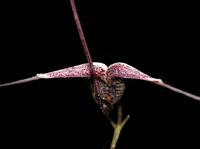 scaphosepalum_gibberosum_cd