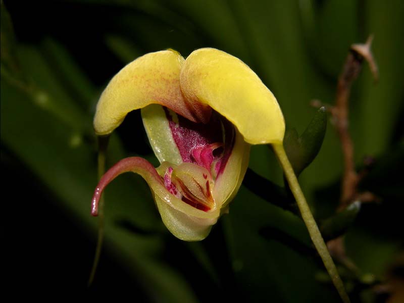 scaphosepalum_grande2_cd