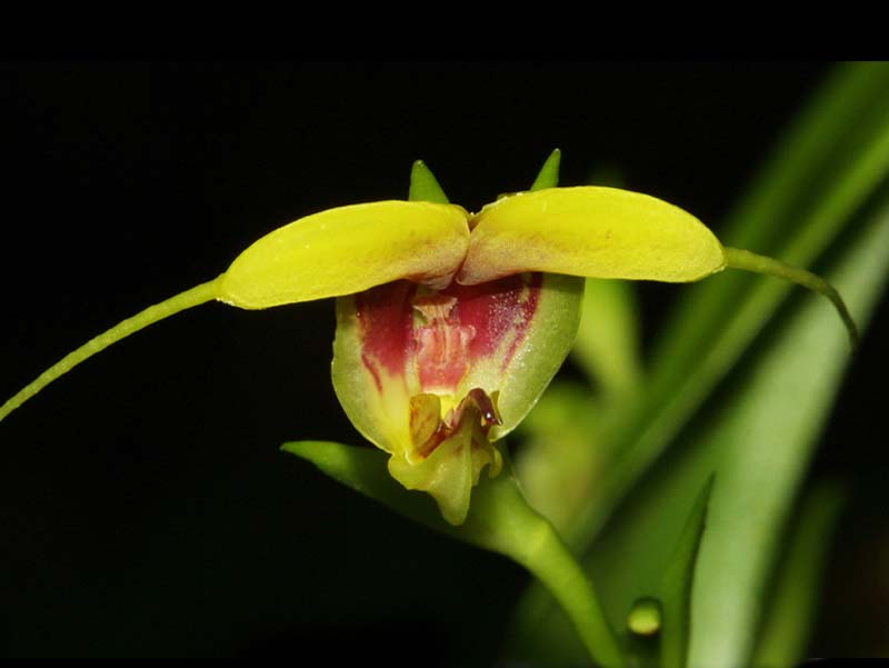 scaphosepalum_grande_cd