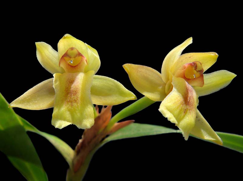 scaphyglottis_punctulata_eg_cd
