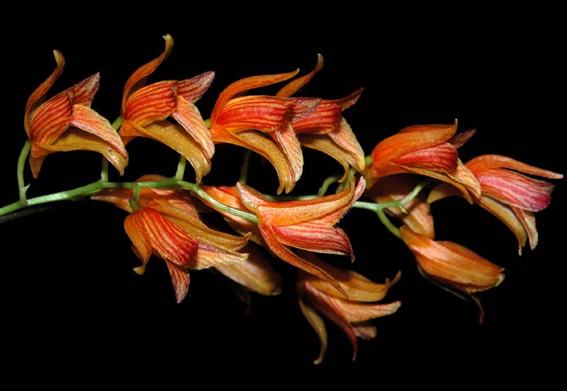 scelochilus_janeae2_cd