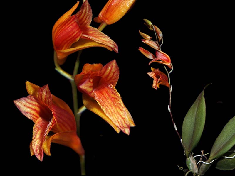 scelochilus_janeae_cd