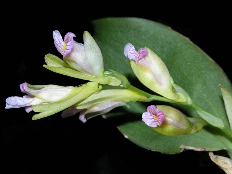 scelochilus_latipetalus_cd