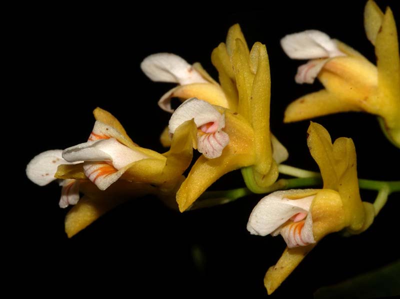 scelochilus_peruvianus_WS_cd