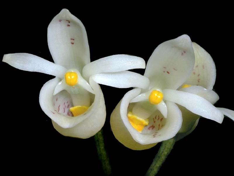 schlimmia_jasminodora_cd