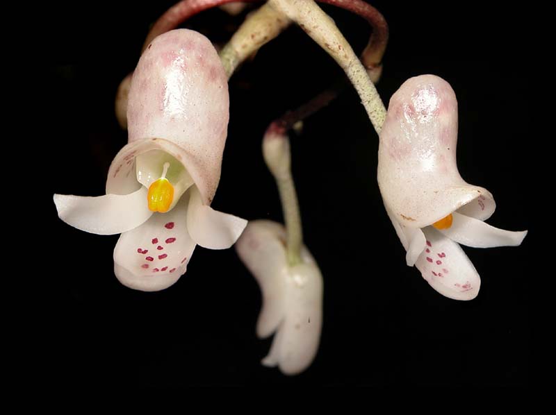 schlimmia_trifida_cd