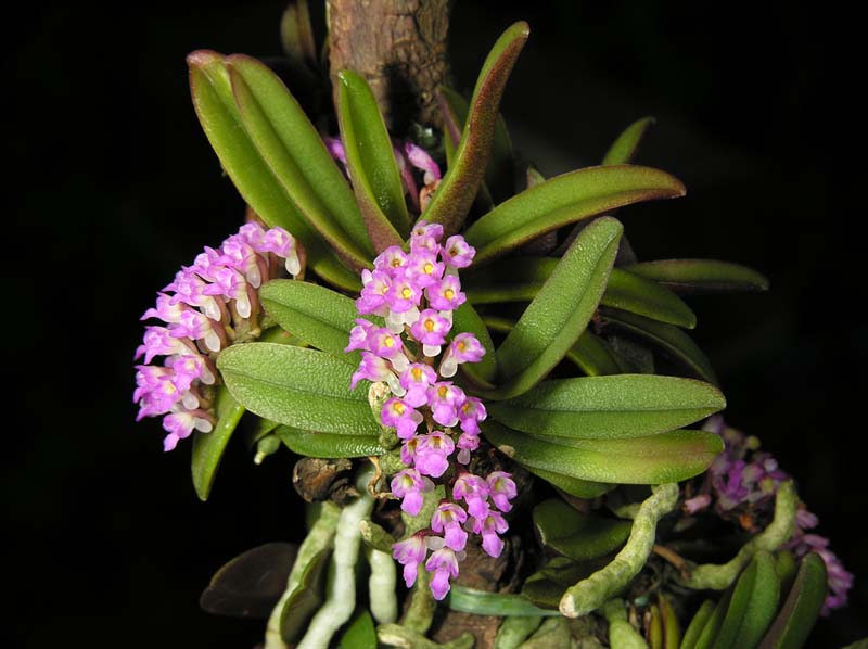 schoenorchis_fragrans3_cd