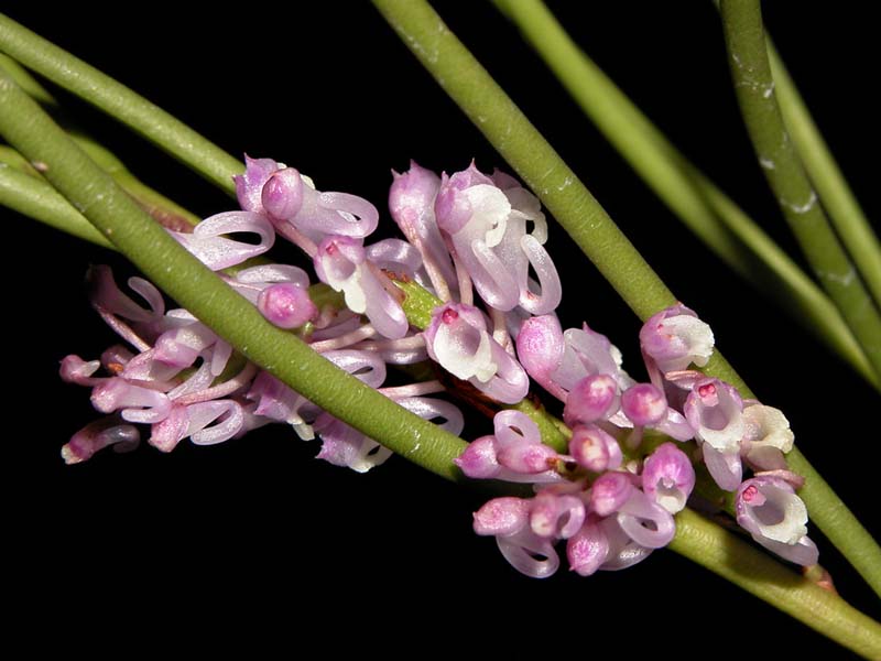 schoenorchis_juncifolia_cd
