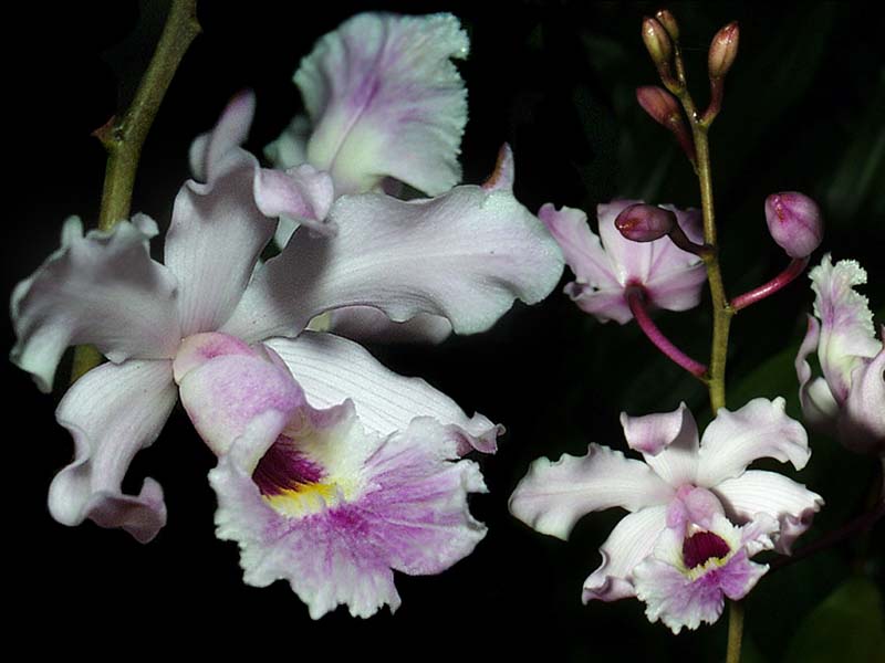 schomburgkia_humboldtii_cd