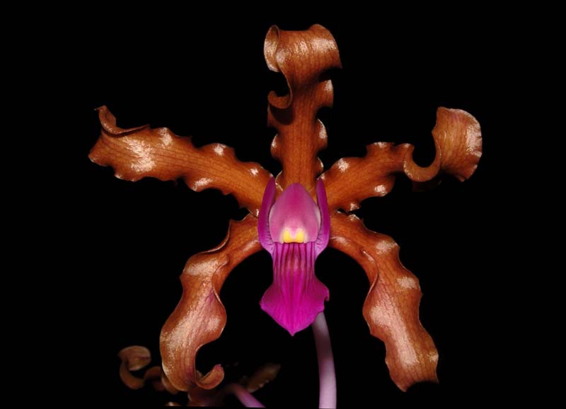 schomburgkia_splendens_ws_cd