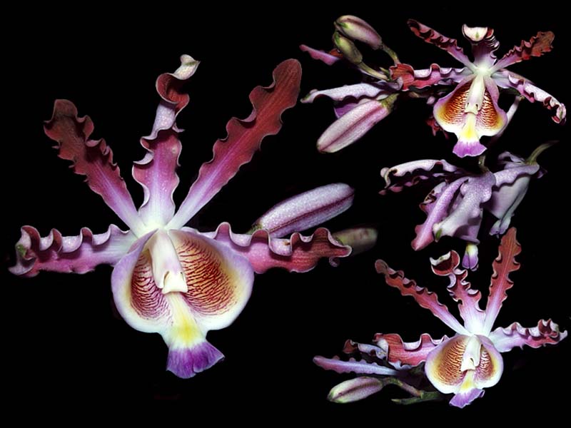 schomburgkia_tibicinis_cd