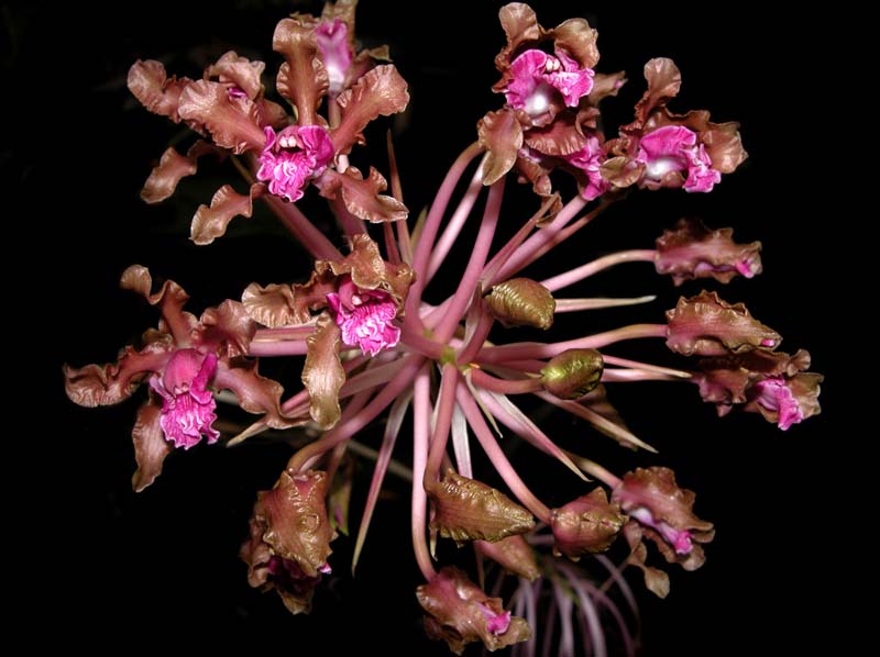 schomburgkia_undulata2_WS_cd