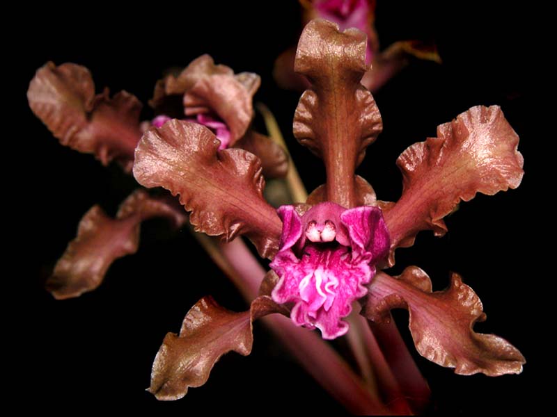 schomburgkia_undulata_cd