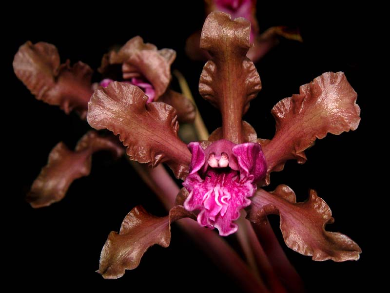 schomburgkia_wendlandii_cd