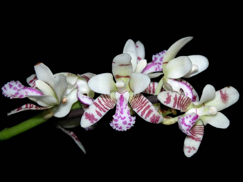 sedirea_japonica_ws_cd