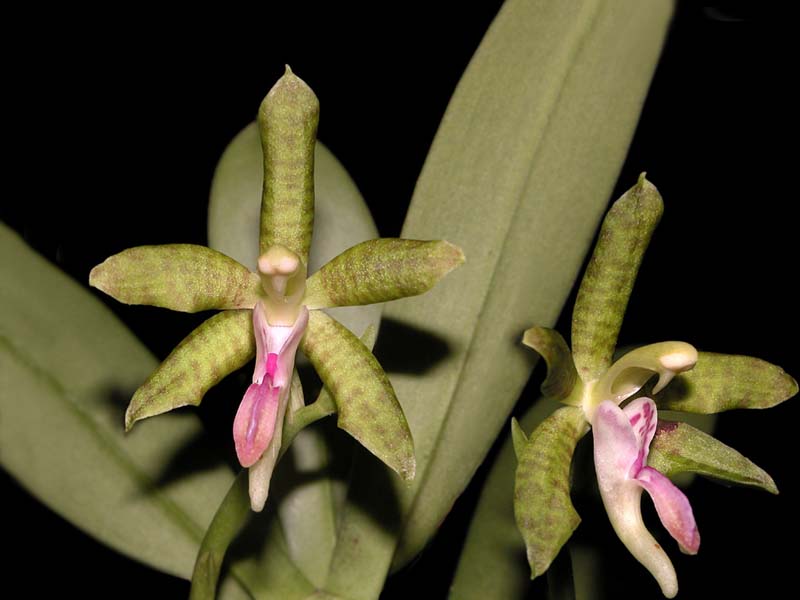 sedirea_subparishii_cd