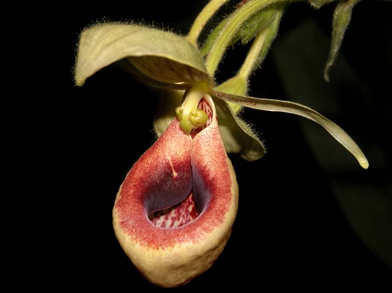 selenipedium_aequinoctiale_cd