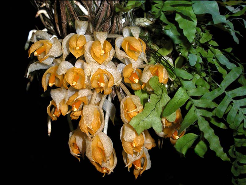 sievekingia_herrenhusana_cd