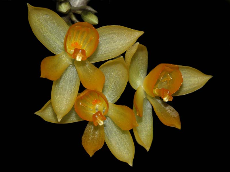 sievekingia_hirtzii_cd