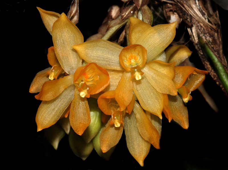 sievekingia_hirtzii_ip_cd