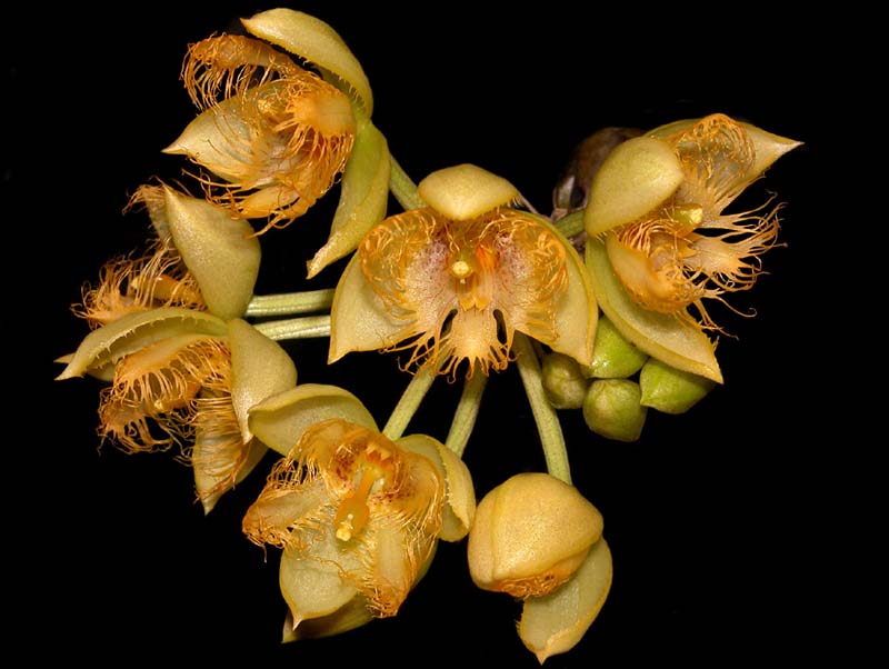 sievekingia_reichenbachiana2_cd