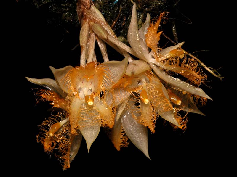 sievekingia_reichenbachiana3_cd