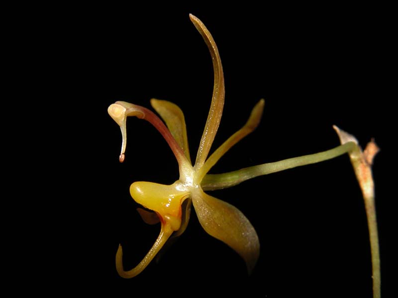 sigmatostalix_brevicornis2_cd