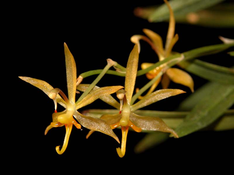 sigmatostalix_brevicornis_cd