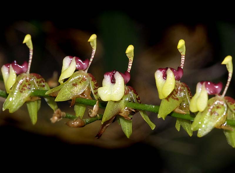 sigmatostalix_buchtienii_cd