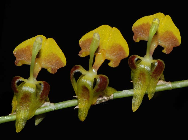 sigmatostalix_caquetana_ws_cd